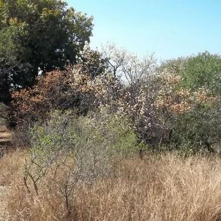 Aloes Bush Stay Hoedspruit Ngoại thất bức ảnh